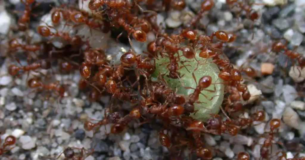 how to kill fire ants in garden
