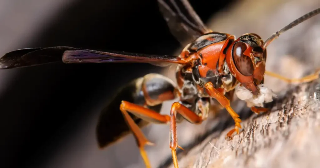 how to kill red wasps