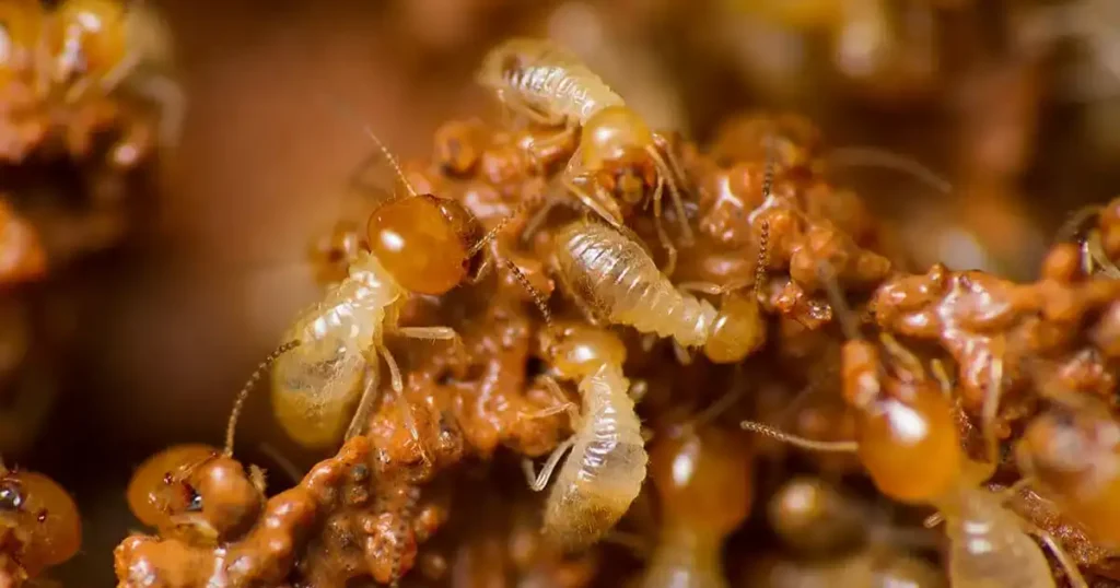 how to prevent termites from entering your home