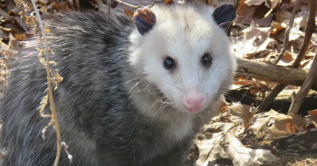 is a opossum a rodent