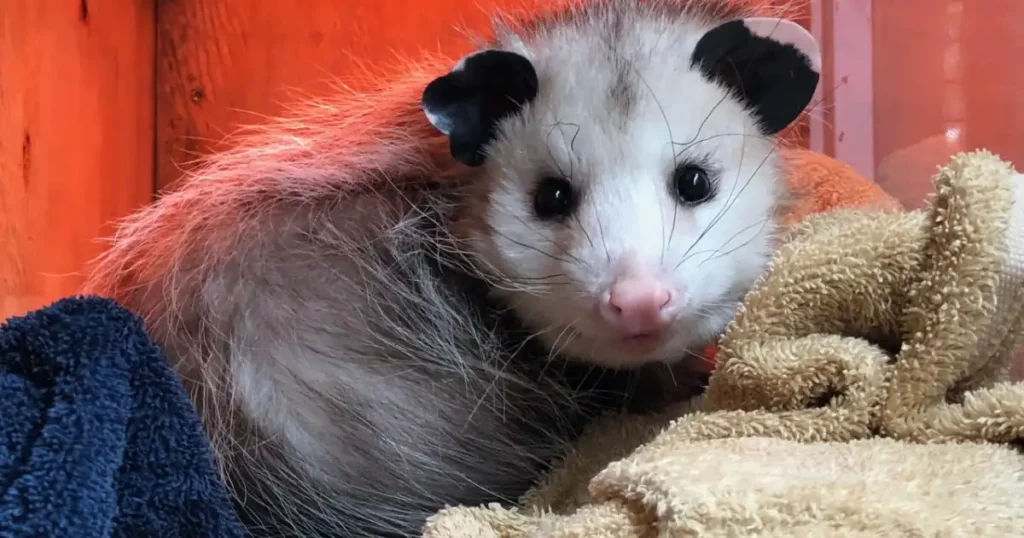 is an opossum a rodent