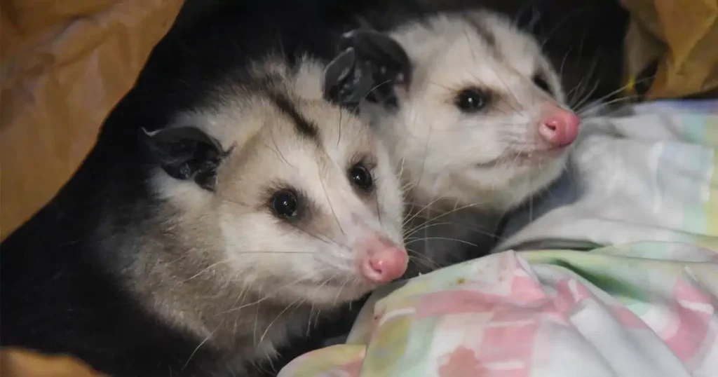 is opossum a rodent