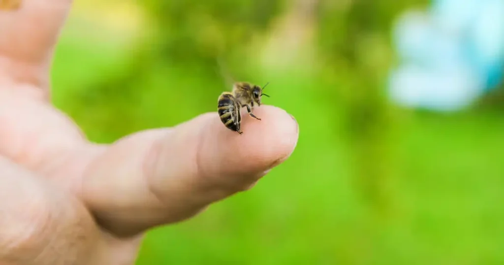 mustard for bee stings