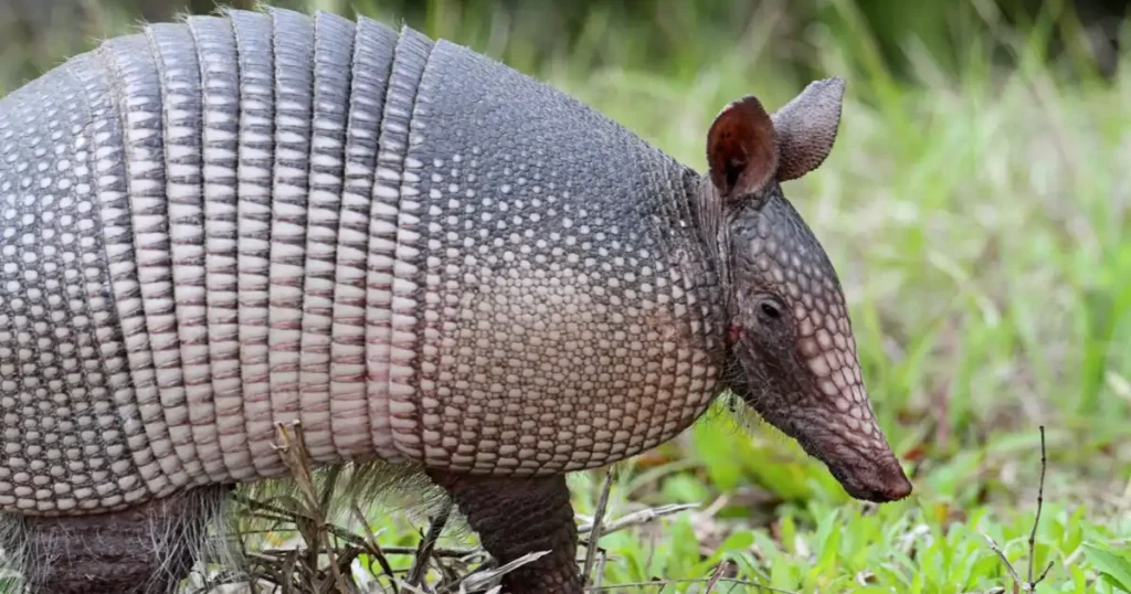 opossum vs armadillo