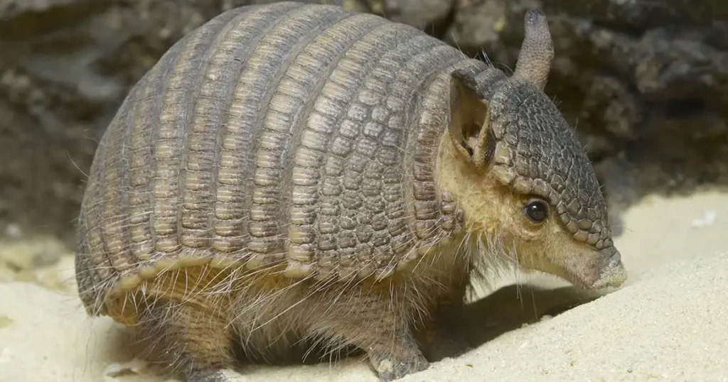 possum vs armadillo