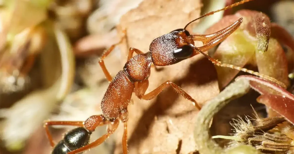 carpenter ants traps 2