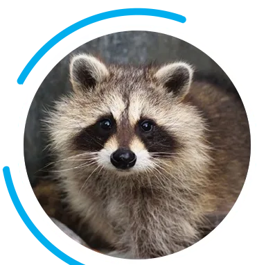 raccoon bg