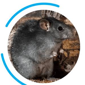 PPC Rat Exterminator Fort Worth | Critter Stop