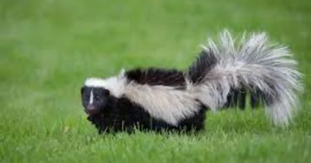 shampoo for skunk spray