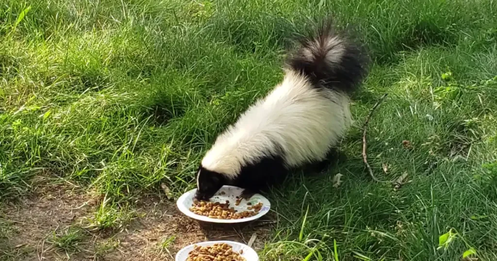 skunk bait that won't attract cats