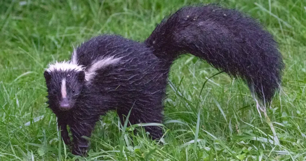 skunk diet in the wild
