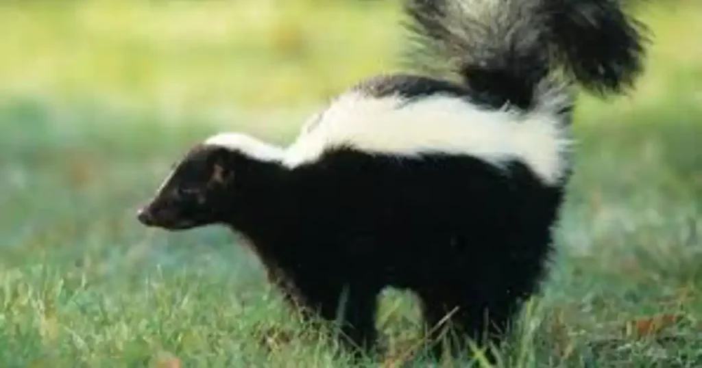 skunk food