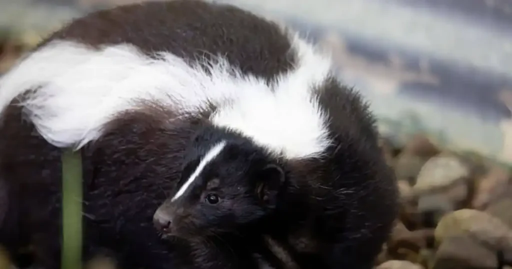 skunk shampoo