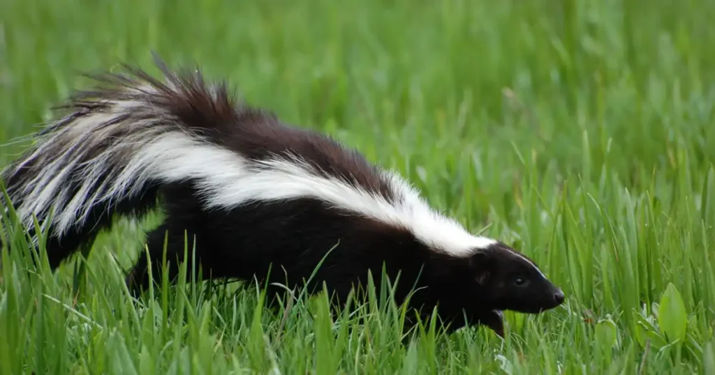 skunk smell on cat