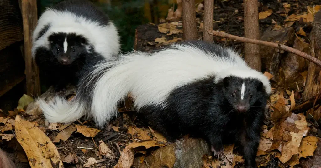 skunk smell removal cat