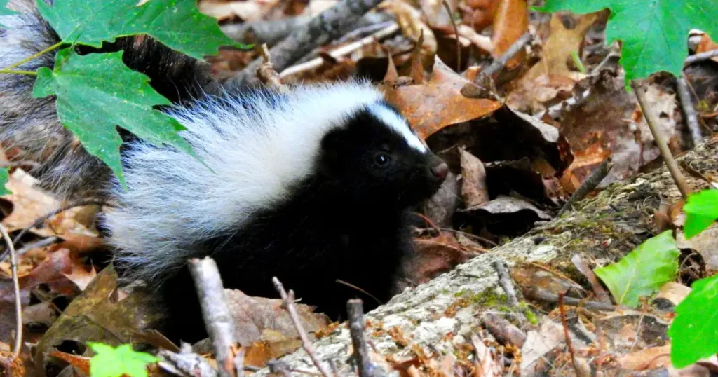 Understanding and Managing a Skunk Nest | Critter Stop