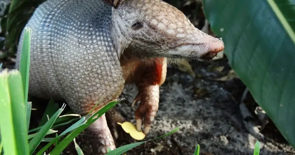 what does an armadillo eat