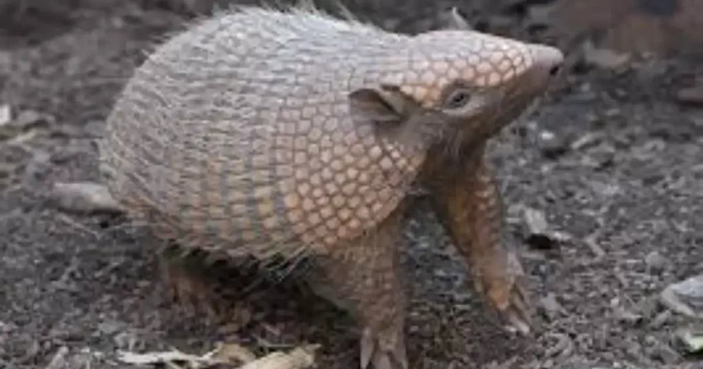 what does the three-banded armadillo eat