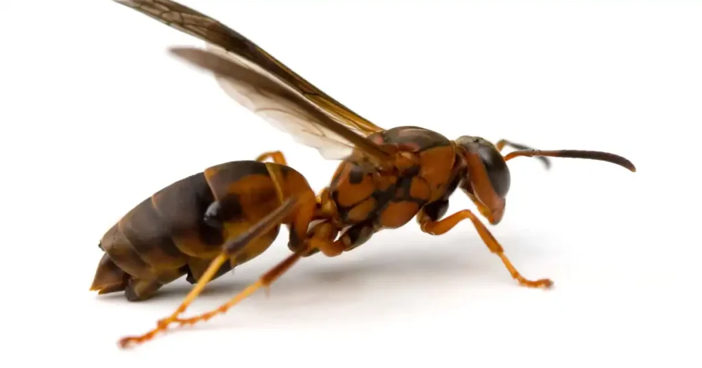 what keeps red wasps away