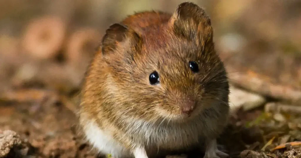 Woodland Jumping Mouse: An In-Depth Exploration | Critter Stop