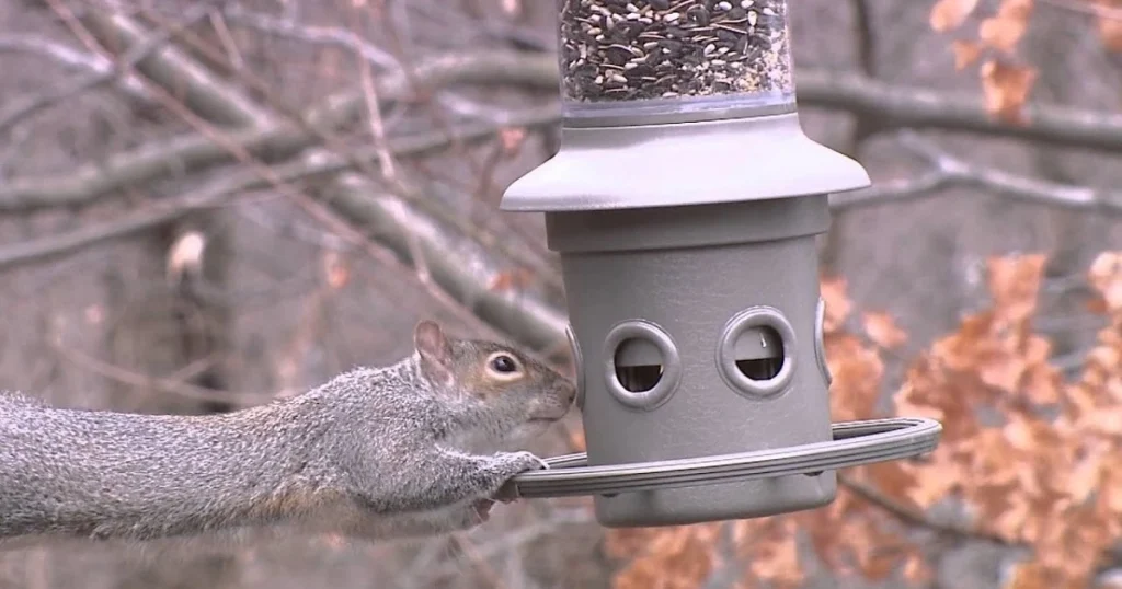 best bird feeders to keep squirrels out
