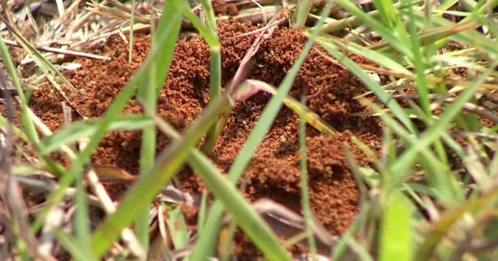 fire ant mounds in yard
