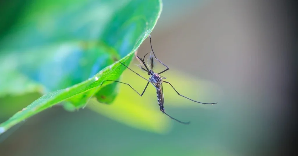 mosquito killer machine for outdoor
