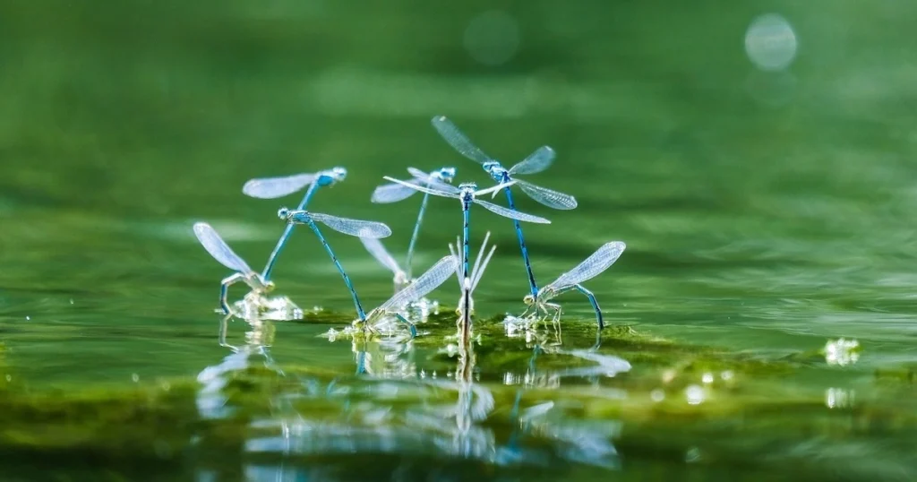 mosquitoes stagnant water
