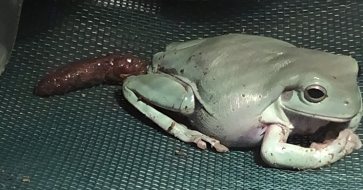 What Does Frog Poop Look Like? A Concise Guide Critter Stop