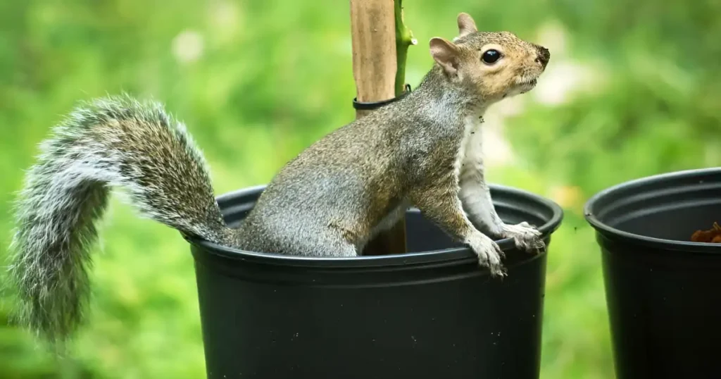 does mothballs keep squirrels away, do moth balls keep squirrels out of flower pots, will mothballs deter squirrels