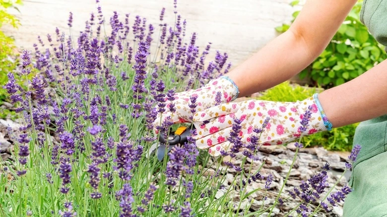 do mice hate the smell of lavender
