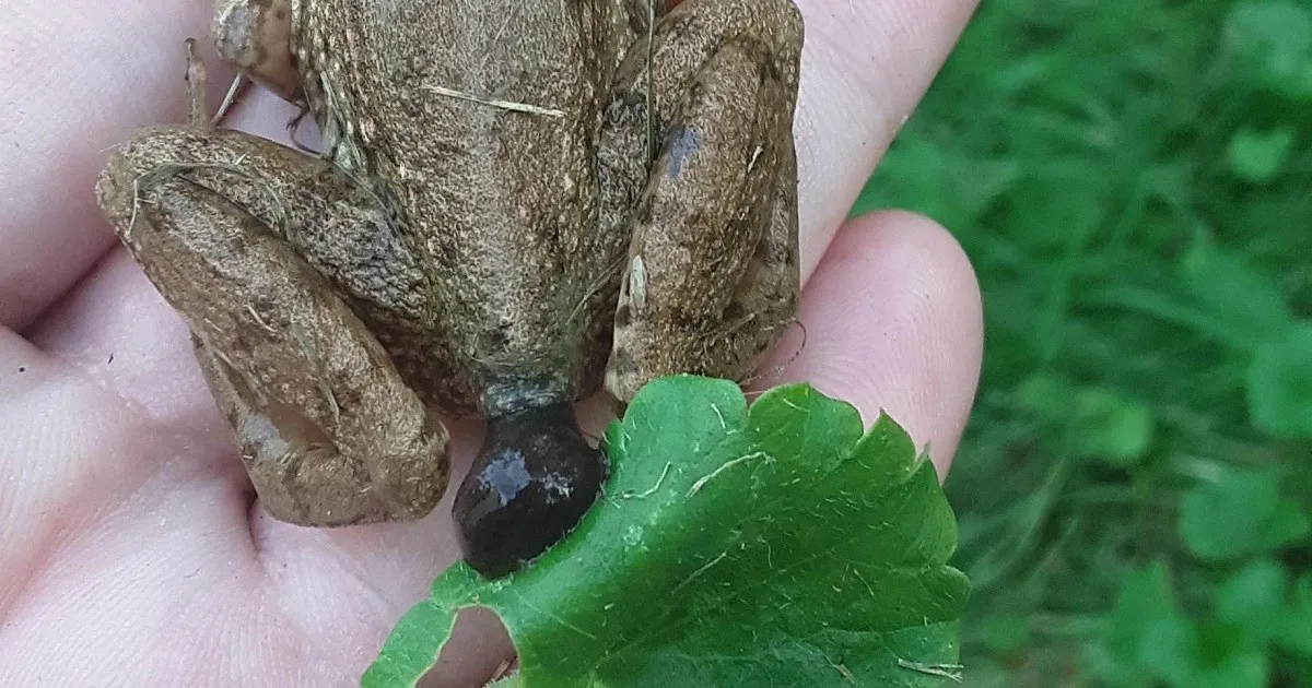 So, What Does Frog Poop Look Like? (And Why You Might Care) frog poop size