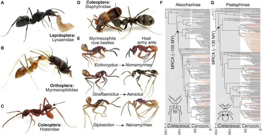 how tall is an ant
