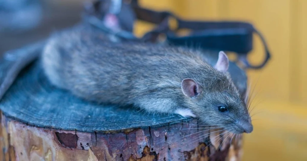 How to Dispose of Dead Rats: Safe and Effective Methods