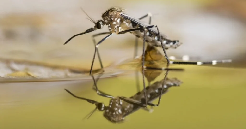 mosquitoes stagnant water
