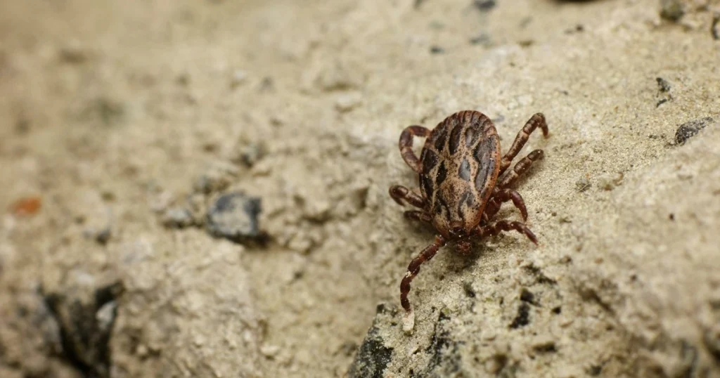 tick control companies near me
