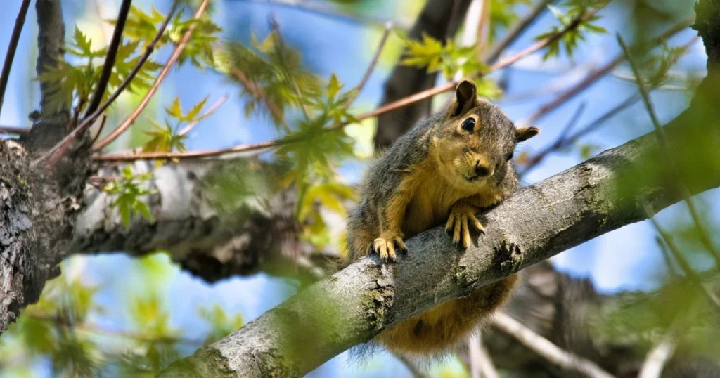 why do squirrels wave their tails
