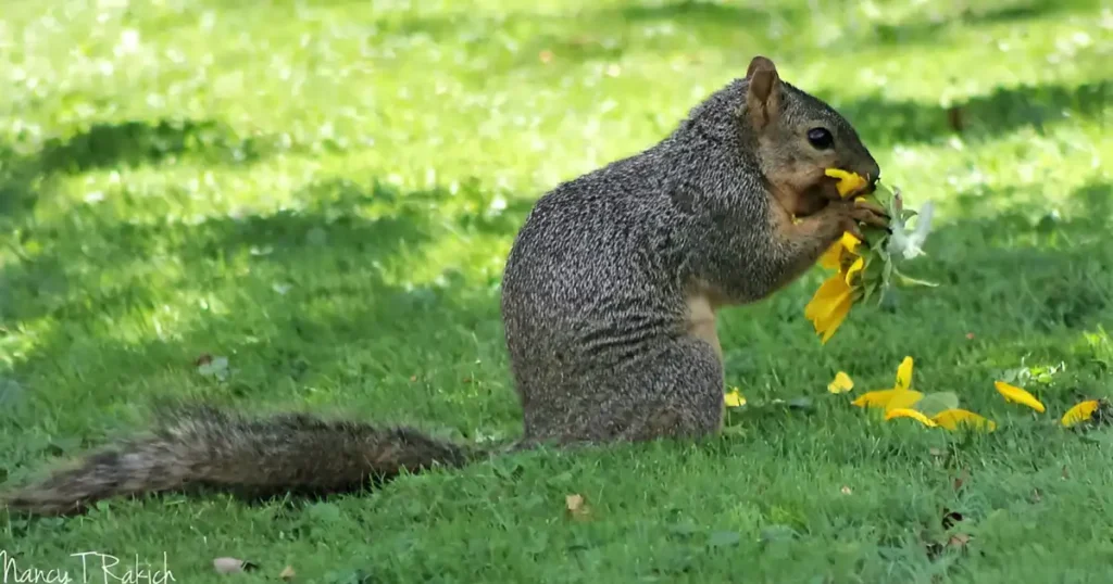 does mothballs keep squirrels away, do moth balls keep squirrels out of flower pots, will mothballs deter squirrels