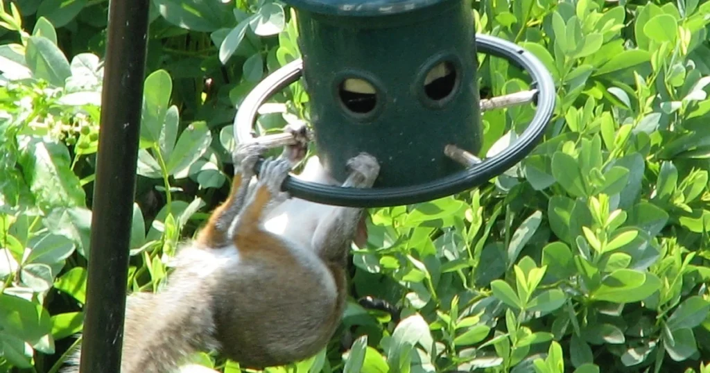 best bird feeders to keep squirrels out
