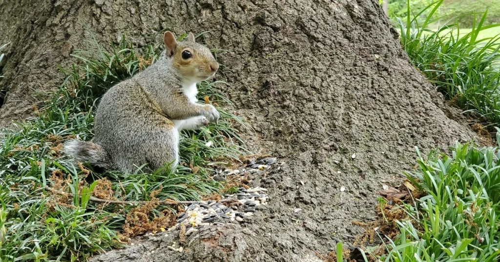 why do squirrels flip their tails
