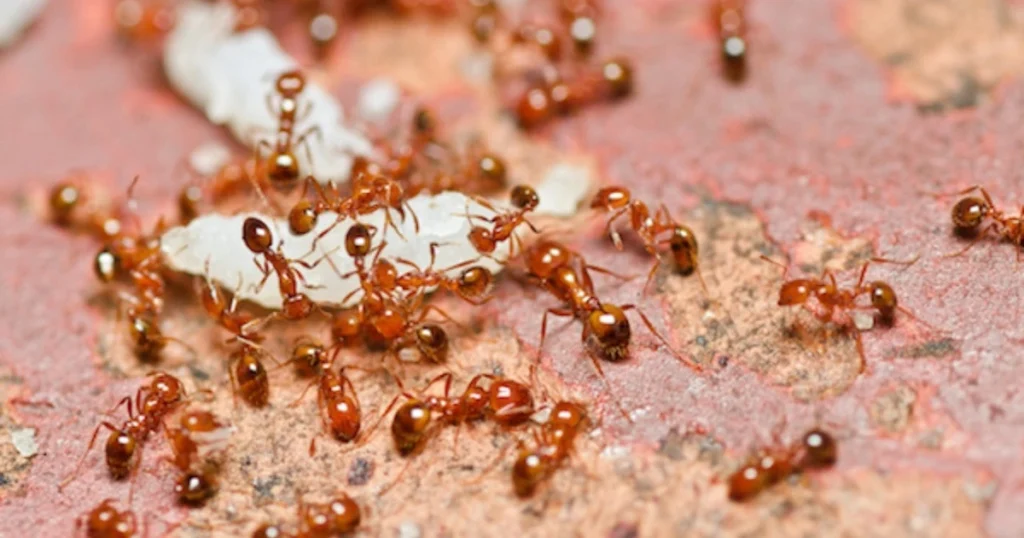 fire ants in lawn
