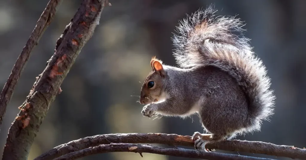 does mothballs keep squirrels away, do moth balls keep squirrels out of flower pots, will mothballs deter squirrels