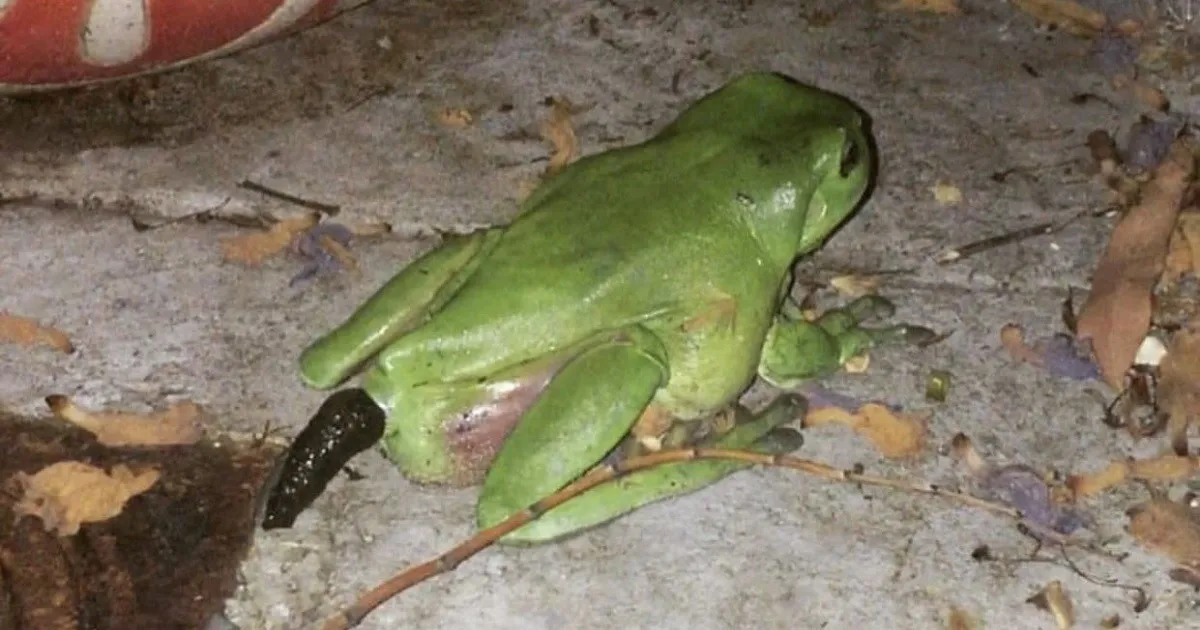 So, What Does Frog Poop Look Like? (And Why You Might Care) tree frog droppings