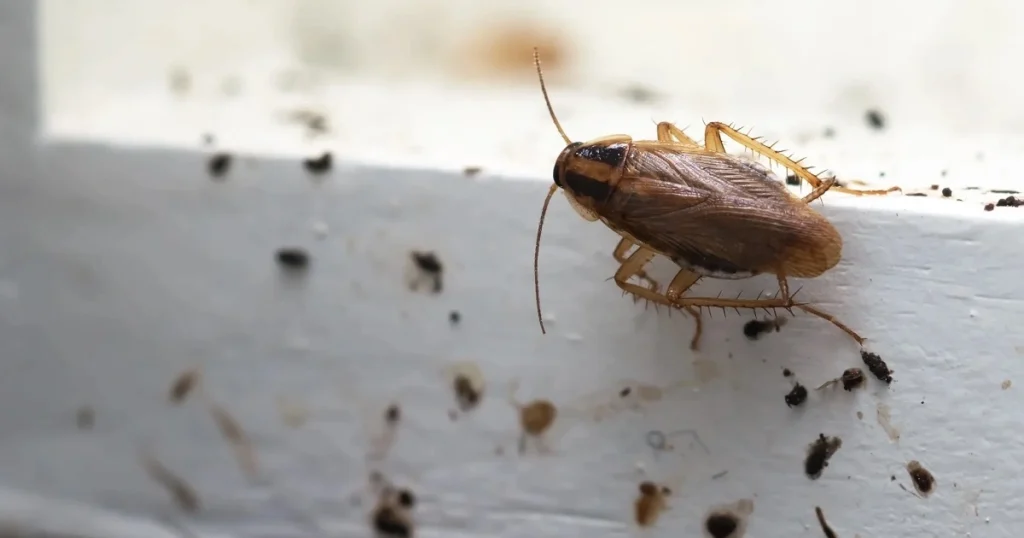 cockroach poop on walls