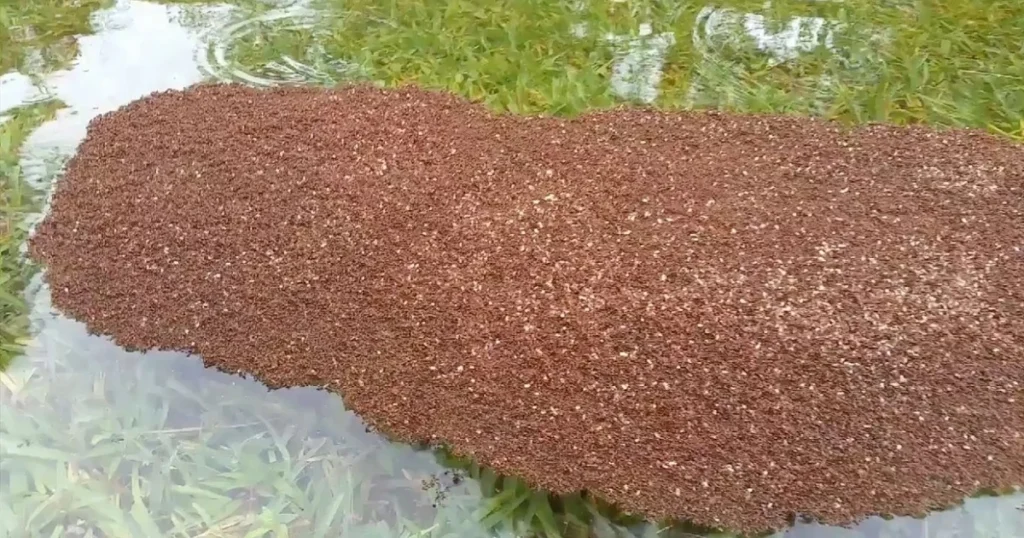 fire ants in yard
