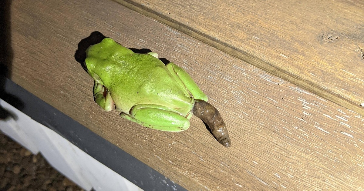 What Does Frog Poop Look Like? A Concise Guide Critter Stop