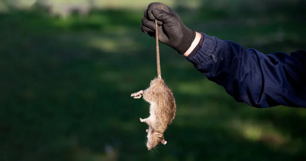 how to dispose dead rat
