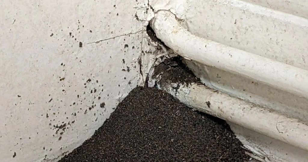 How to Get Rid of Ants in the Walls: Effective Solutions for Ant ...