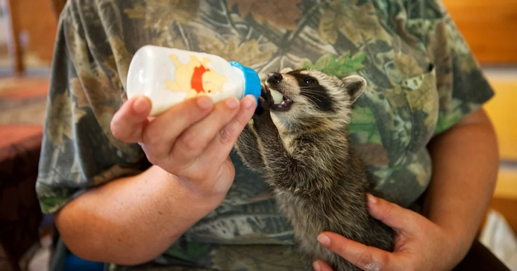 should i feed raccoons
