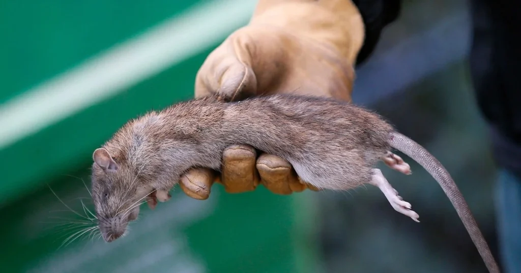 dead rat in car
